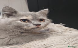 British Shorthair cats for sale: 4x British Shorthair vaccinated, microchipped. - Image 1