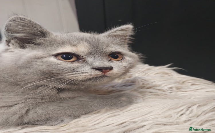 British Shorthair cats - Advert 2