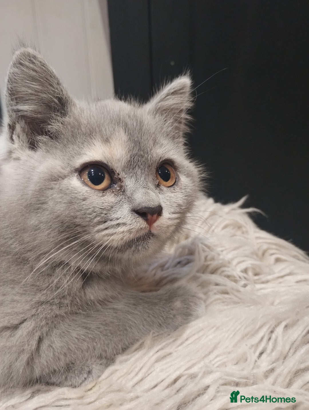 British Shorthair cats for sale: 4x British Shorthair vaccinated, microchipped. - Image 1