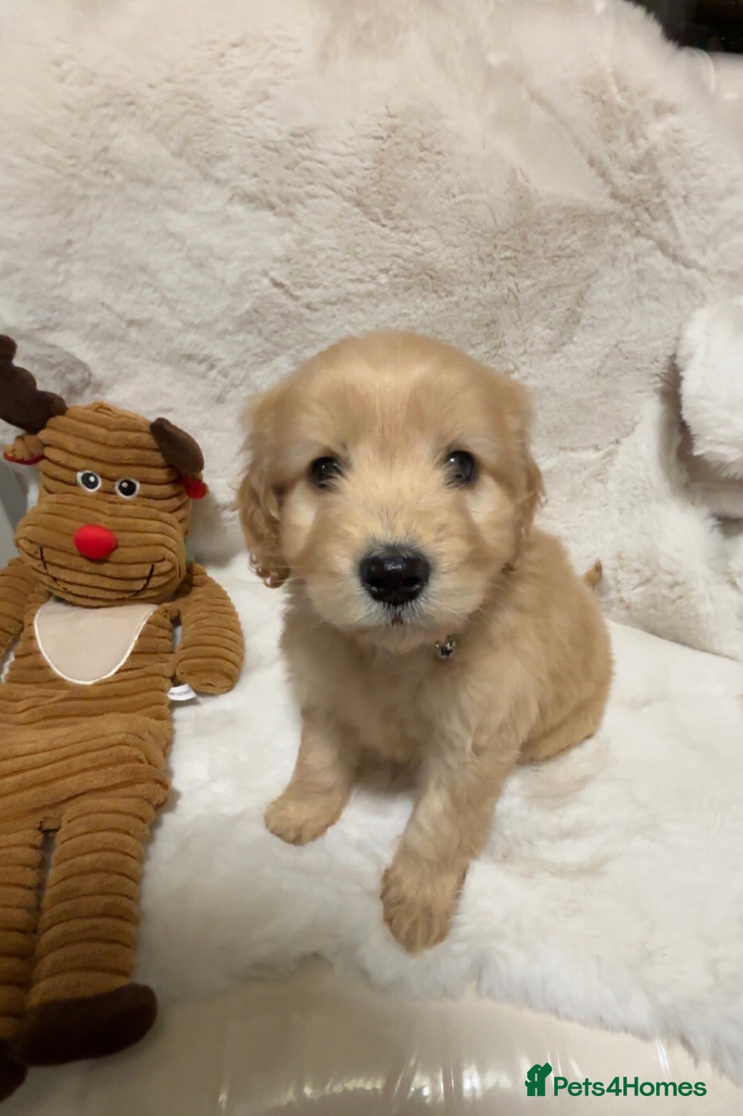 Cockapoo dogs for sale: Golden F1 cockpoo puppies  - Advert 9