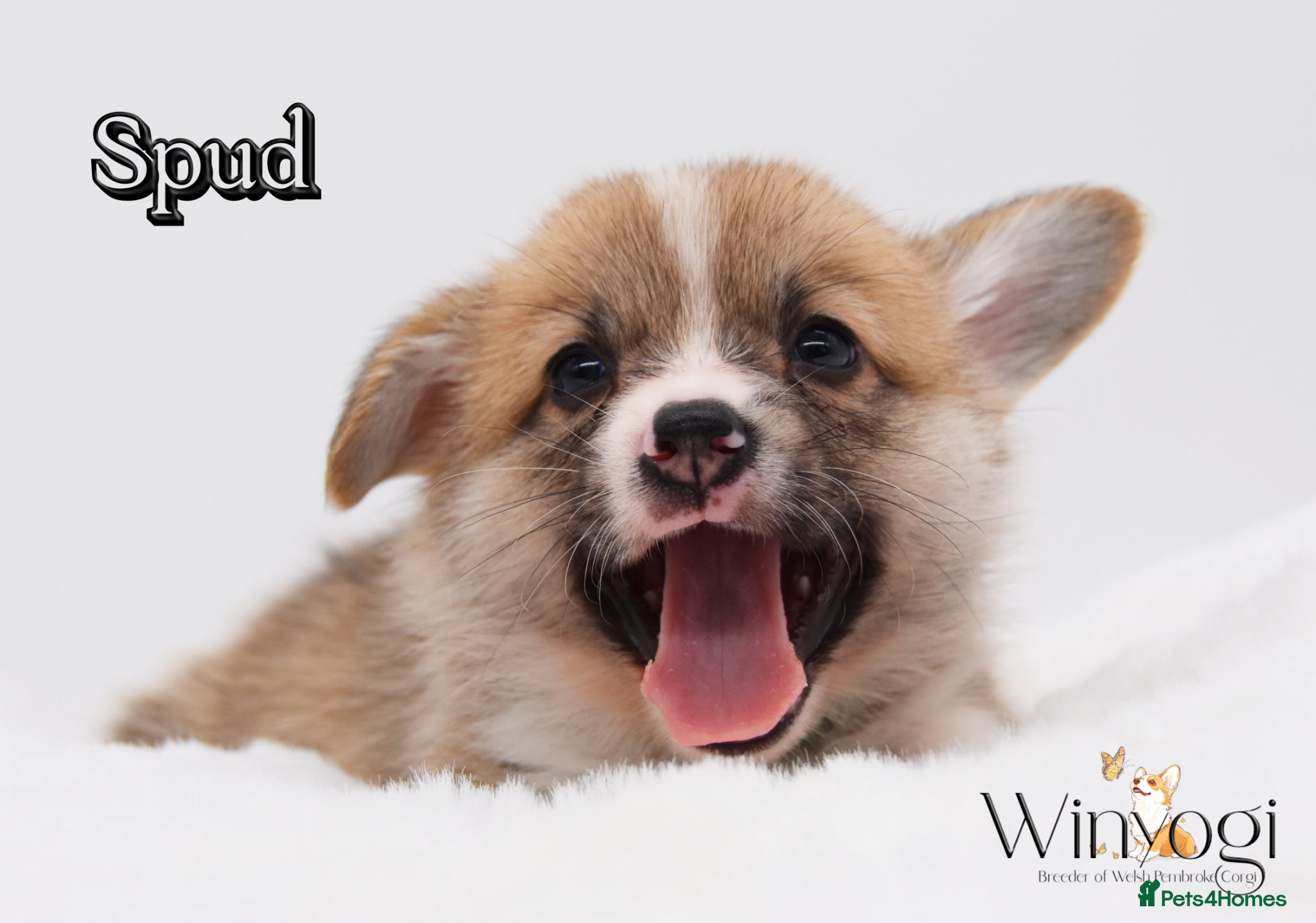 Welsh Corgi Pembroke dogs Absolutely Stunning KC WPC Puppies  - Advert 4
