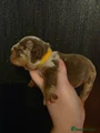 English Bulldog Puppy 8