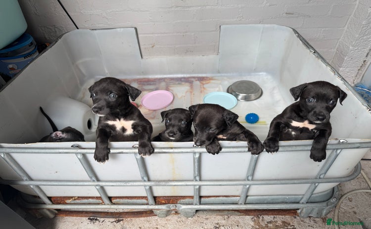 Mixed Breed dogs in Pontyclun - Advert 3