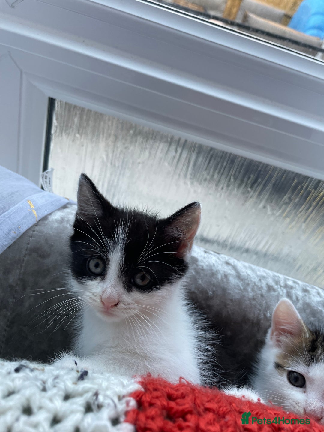 Domestic Shorthair cats for sale: Kitten - Image 3