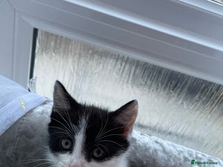 Domestic Shorthair cats Kitten - Advert 7