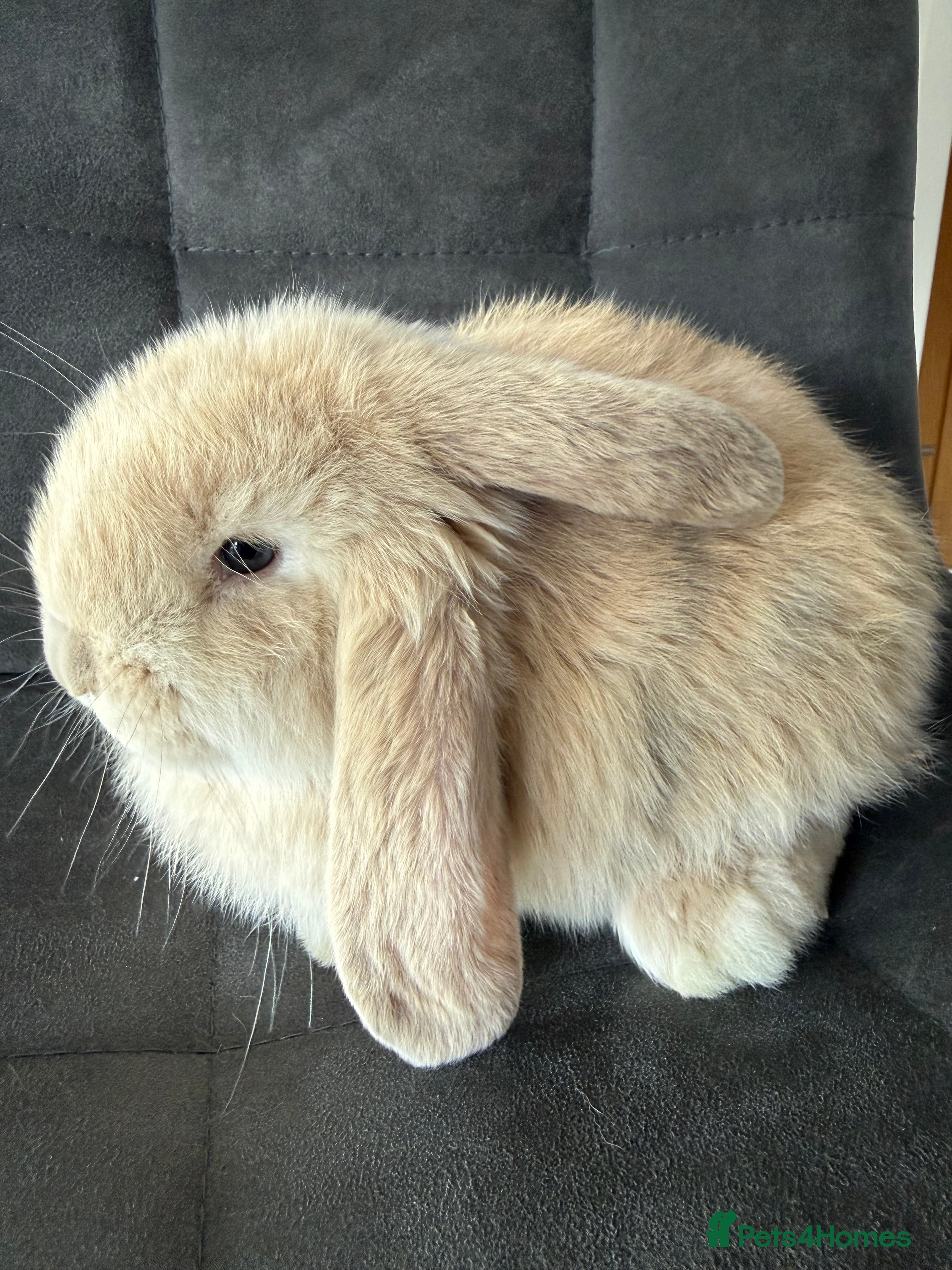 French Lop rabbits Stunning French lops available 23rd march  - Advert 6