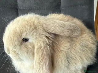 French Lop rabbits Stunning French lops available 23rd march - Advert 6