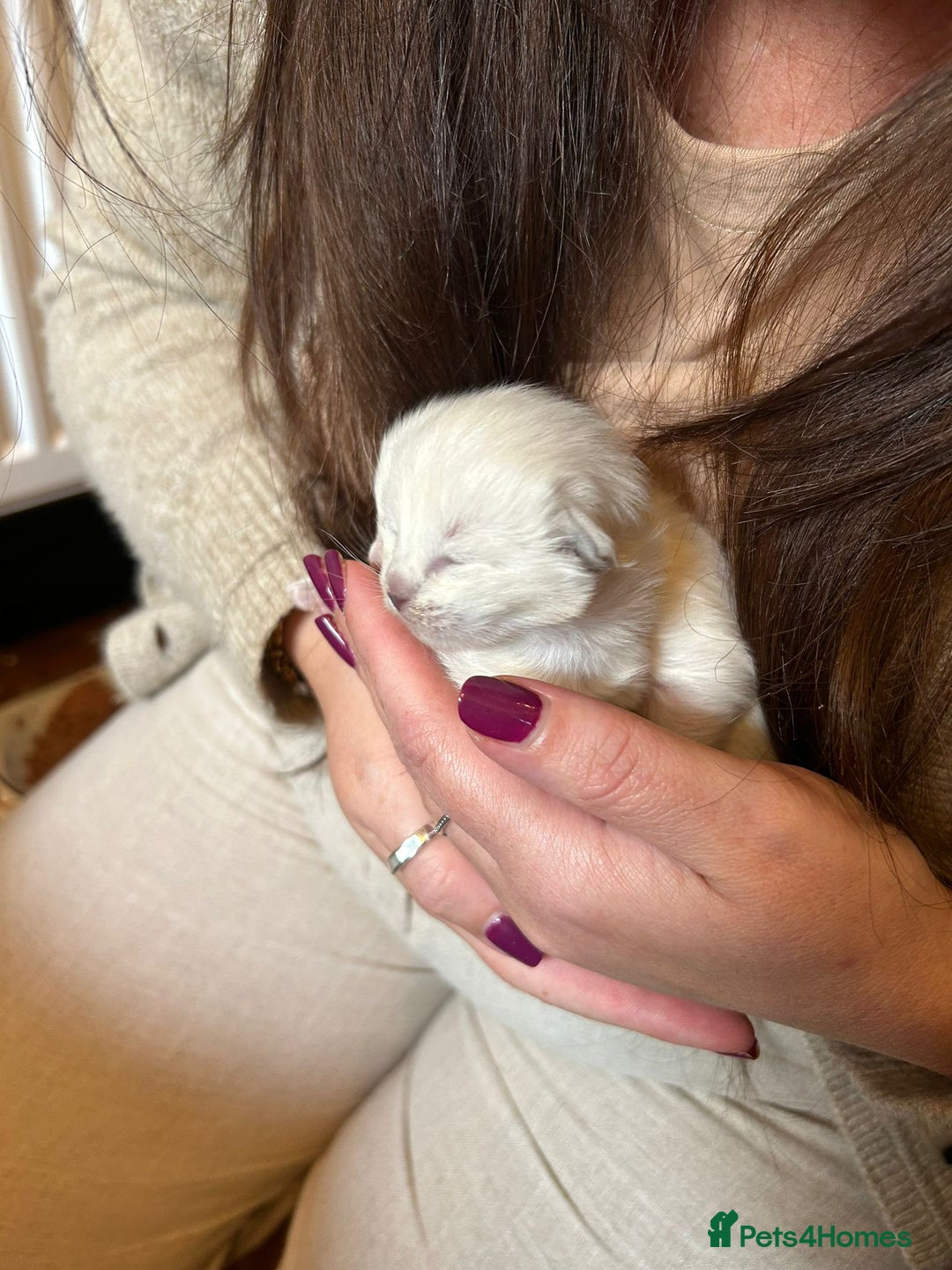 Ragdoll cats for sale: Stunning Ragdoll kittens. Champion line.  - Image 5