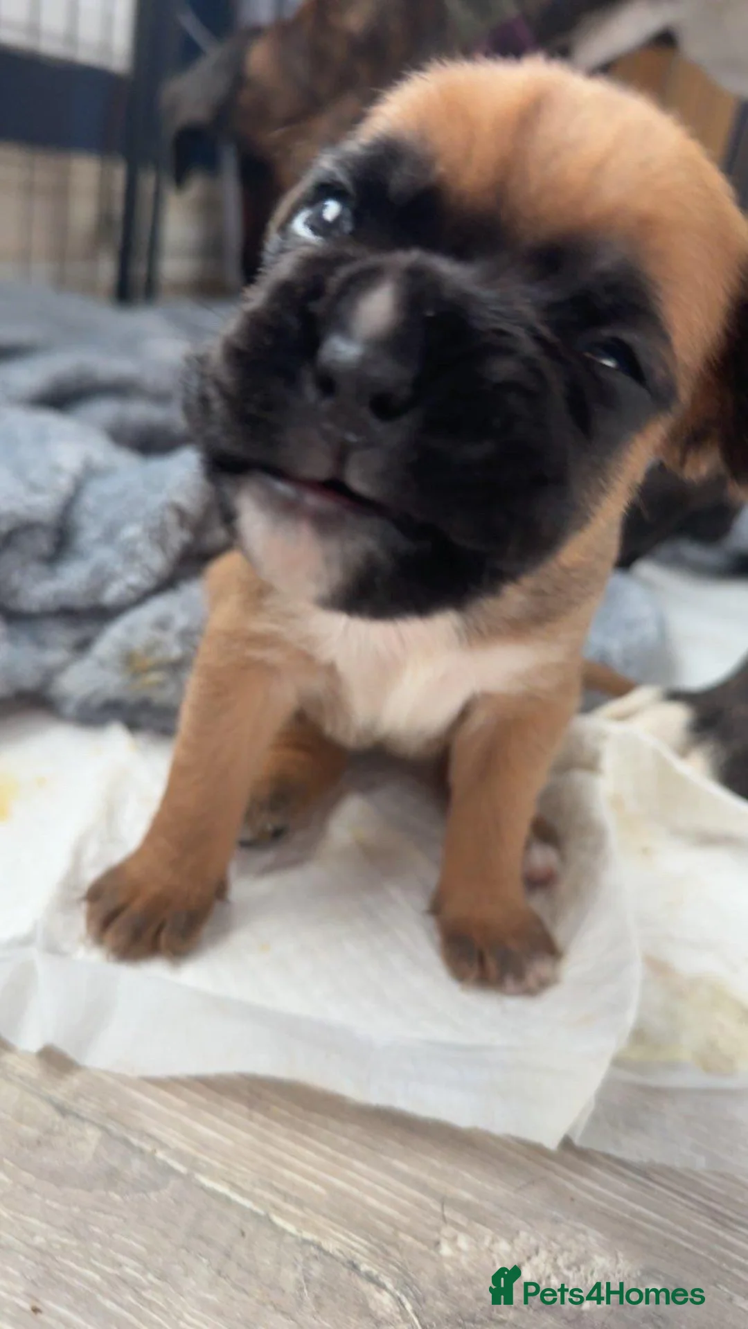 Boxer dogs for sale: Gorgeous boxer puppies in Croydon - Advert 2