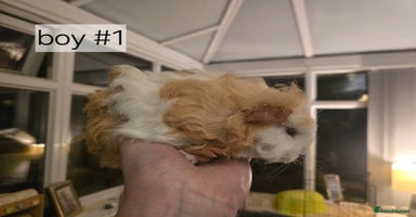 Guinea Pig rodents - Advert 14