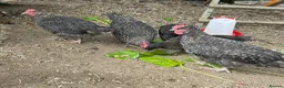 Chickens poultry for sale: Marbar cockerels  in Ammanford - Advert 3