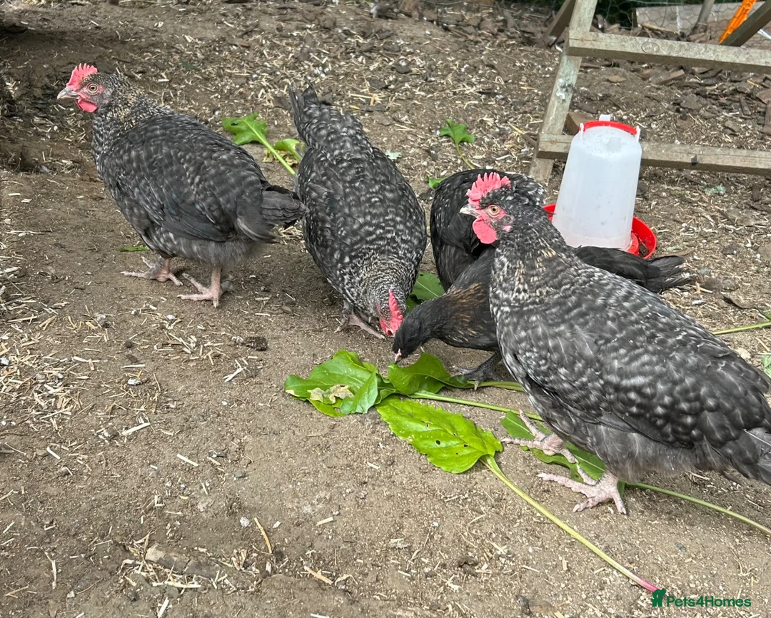 Chickens poultry for sale: Marbar cockerels  in Ammanford - Advert 3