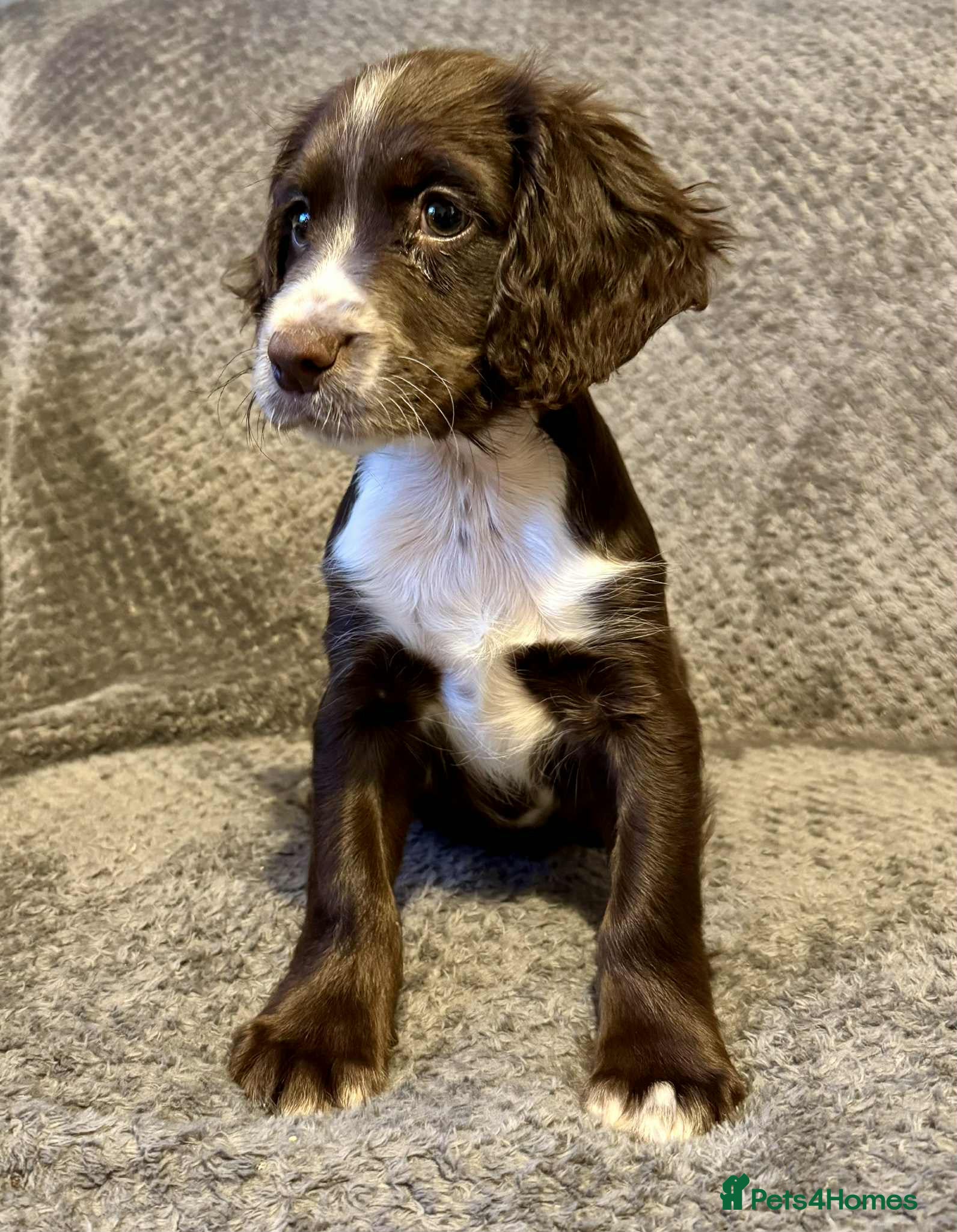 Sprocker dogs **LAST PUP** Beautiful Sprocker pups - Advert 11