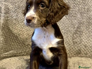 Sprocker dogs **LAST PUP** Beautiful Sprocker pups - Advert 3