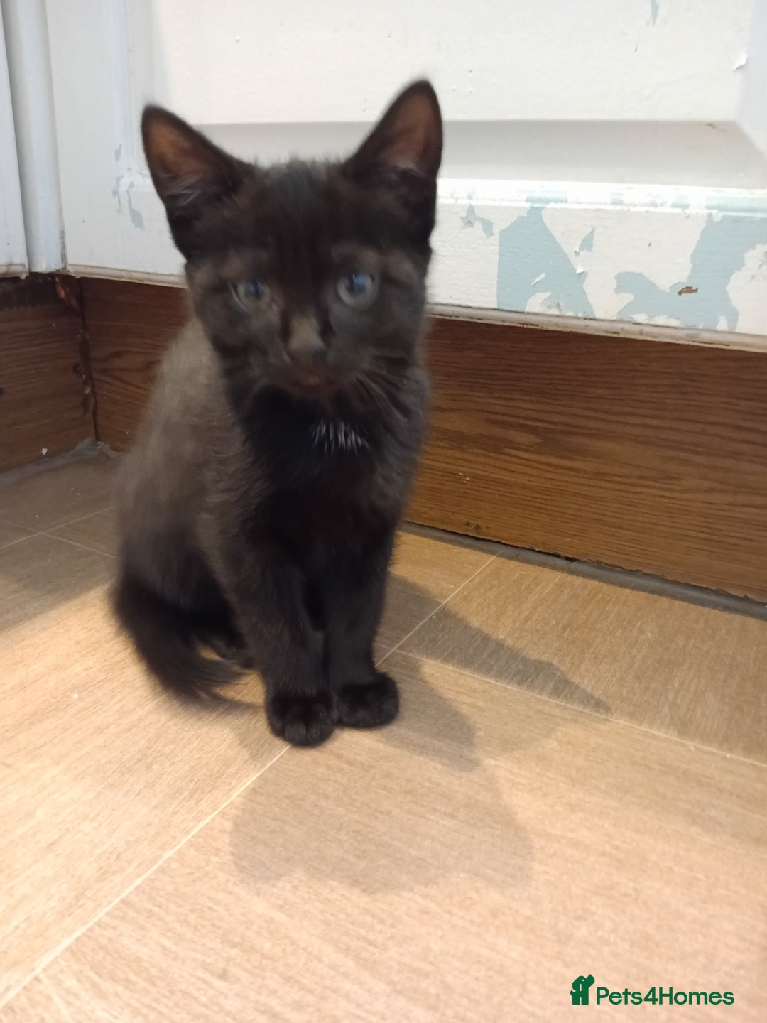 Mixed Breed cats for sale: Jolanta - Image 5