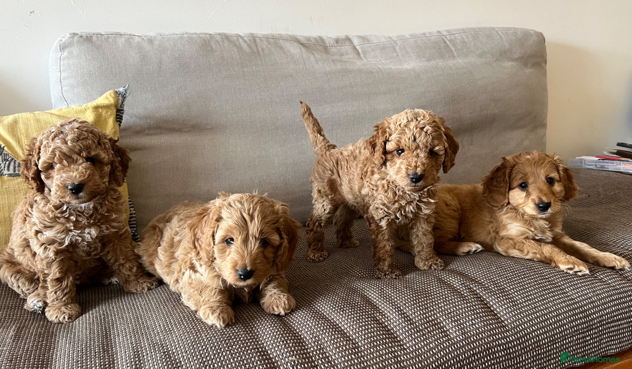 Mixed Breed dogs Hassan H - Advert 2