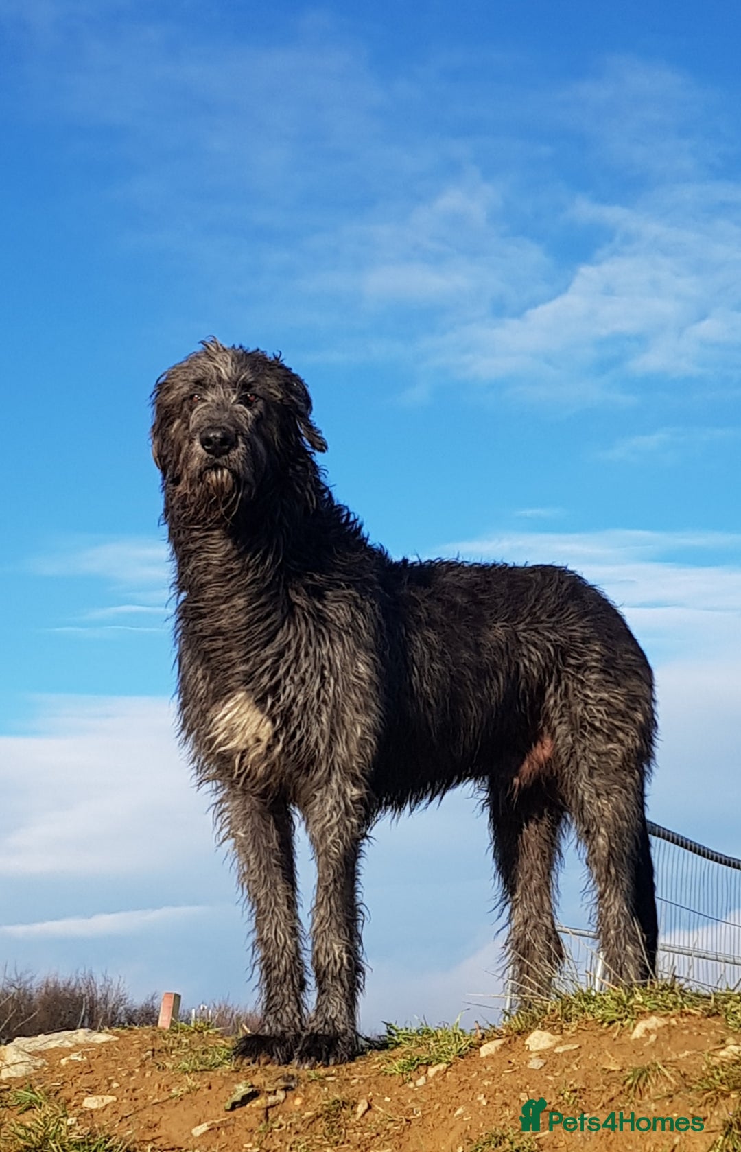 Irish Wolfhound dogs for sale: Exquisit KC registered Irish Wolfhound litter - Advert 4