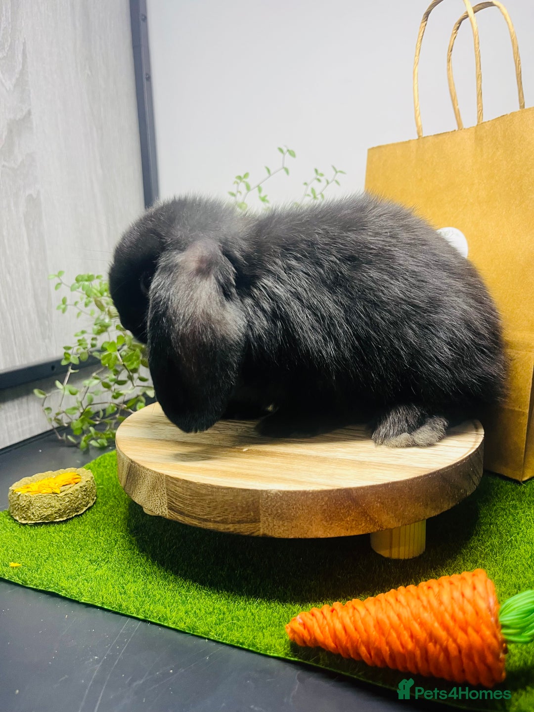 Mini Lop rabbits for sale: Beautiful pure bred Mini Lops  - Image 7