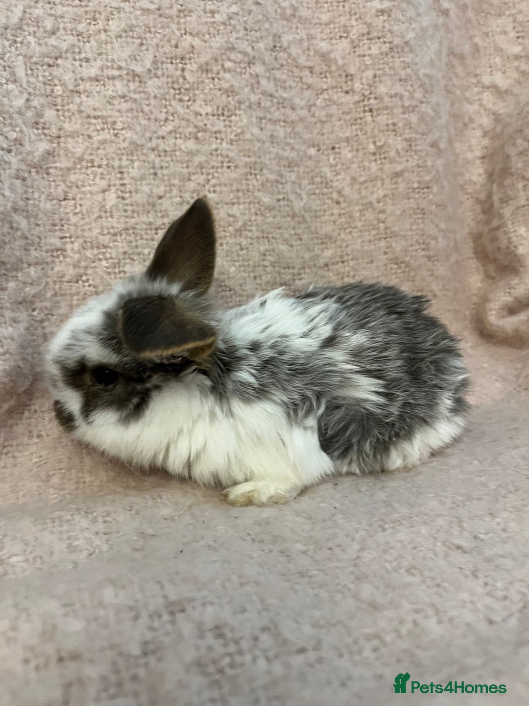 Mini Lop rabbits for sale: Gorgeous mini lops  - Advert 10