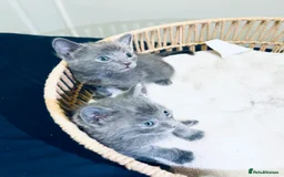 Russian Blue cats for sale: FIVE Russian Blue Kitteys - Image 2