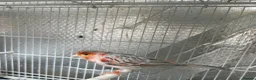 Mixed Breed birds for sale: Canary, finches and more  - Advert 5
