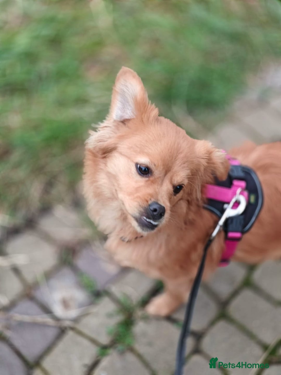 Mixed Breed dogs for adoption: 💖🐶 SILVIA 🐶💖 - Advert 23