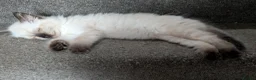 Mixed Breed cats for sale: Beautiful mixed breed Kittens  - Advert 8