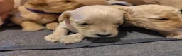 Cockapoo dogs for sale: F1B Cockapoo Puppies | KC Reg. Toy Poodle Dad - Advert 7
