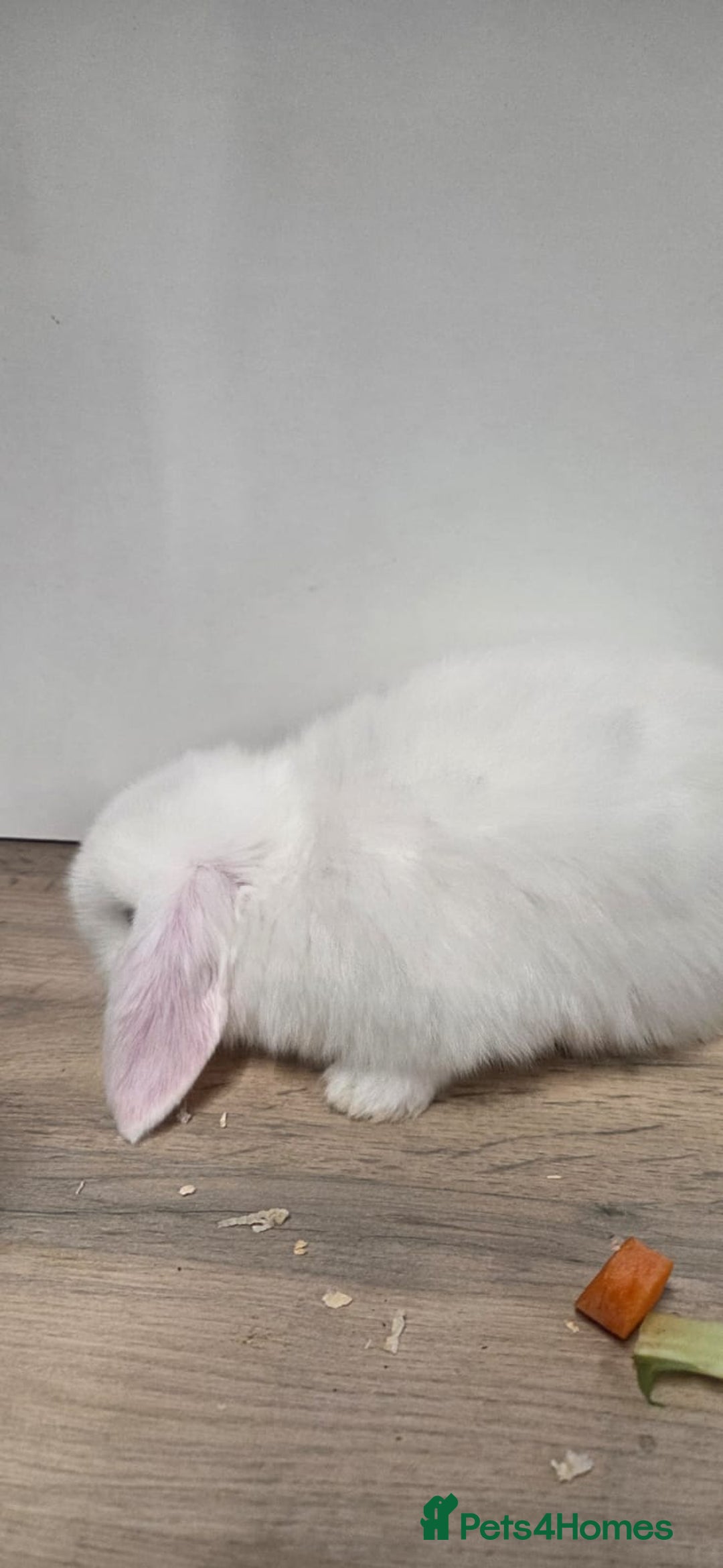 Mini Lop rabbits for sale: ❤️Purebread mini lops for sale❤️ - Advert 9