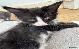Maine Coon cats for sale: TICA registered large MaineCoon polydactyl kittens - Image 30