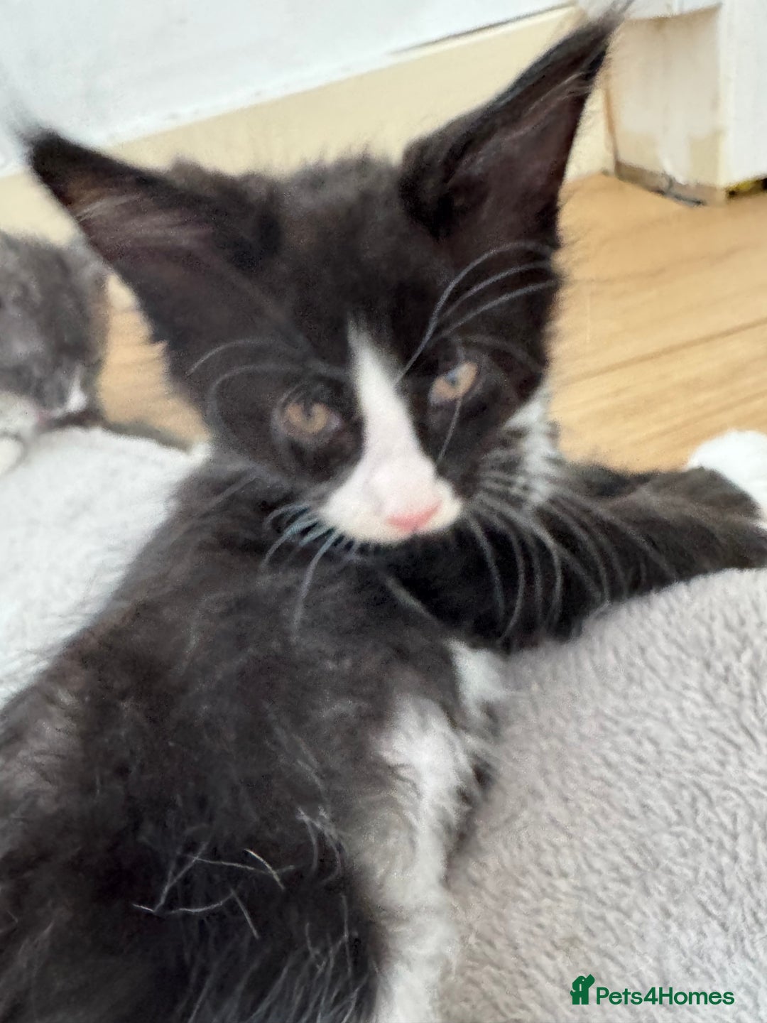 Maine Coon cats for sale: TICA registered large MaineCoon polydactyl kittens - Image 30