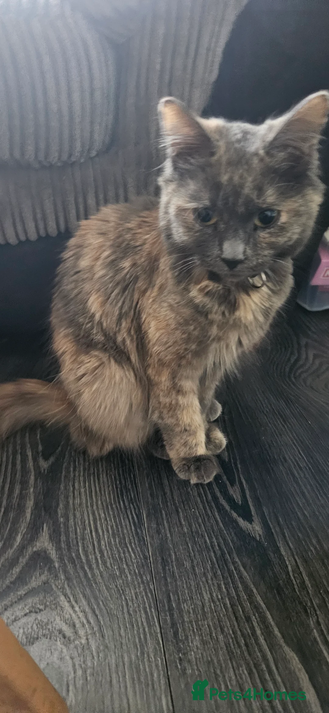 Mixed Breed cats for sale: Munchkin Kittens ready for their forever home - Advert 11