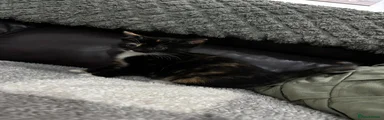 Mixed Breed Kitten 5