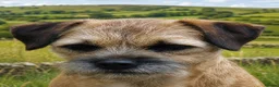 Border Terrier dogs for sale: 20 months old kc registered female border terrier - Advert 4