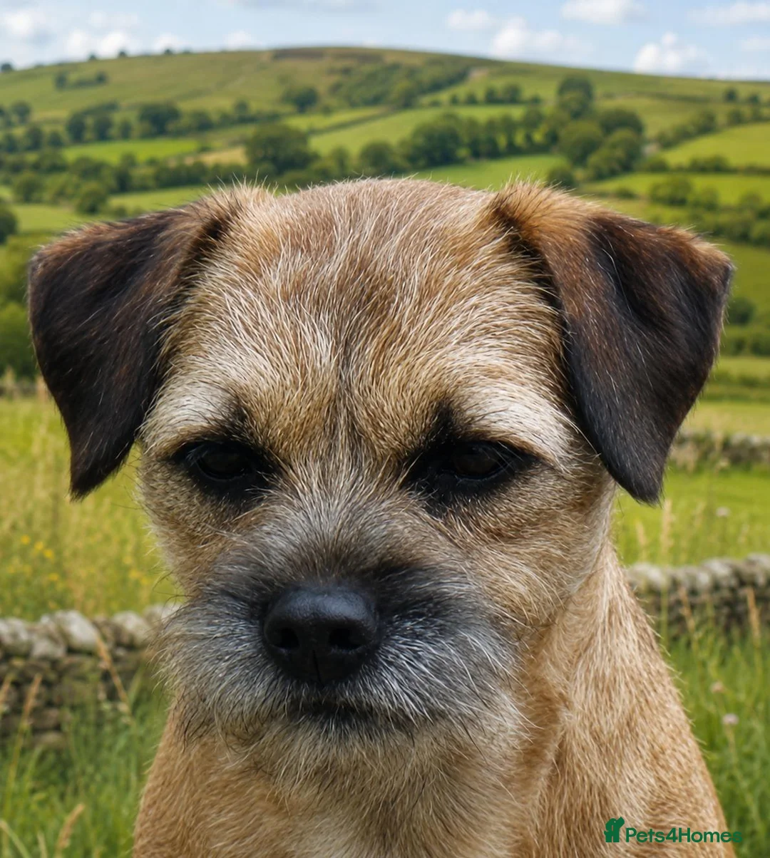 Border Terrier dogs for sale: 20 months old kc registered female border terrier - Advert 4
