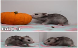 Hamster rodents for sale: Stunning litter of long haired Syrian hamsters  - Image 5
