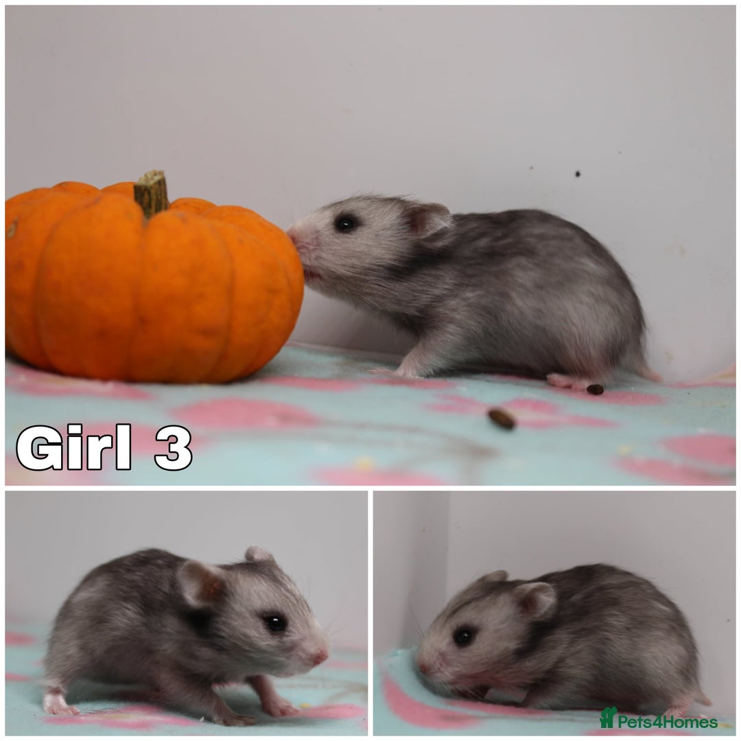 Hamster rodents for sale: Stunning litter of long haired Syrian hamsters  - Image 5