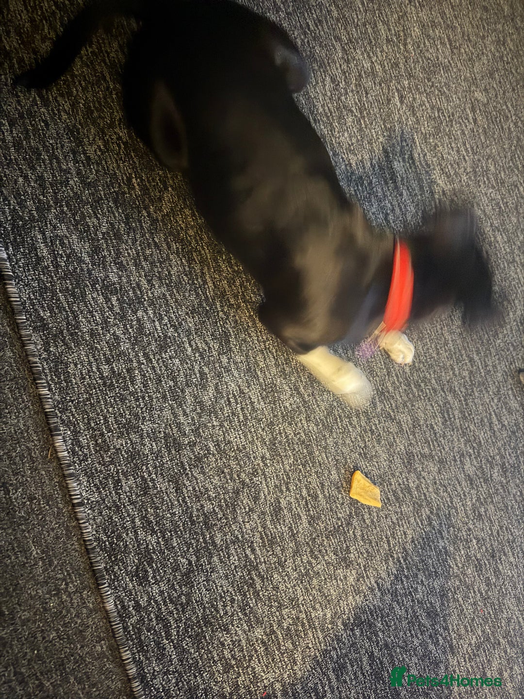 Staffordshire Bull Terrier dogs for sale: Female staffy black and white  - Advert 2