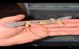 Leopard Gecko reptiles for sale: Baby Leopard geckos - Image 1