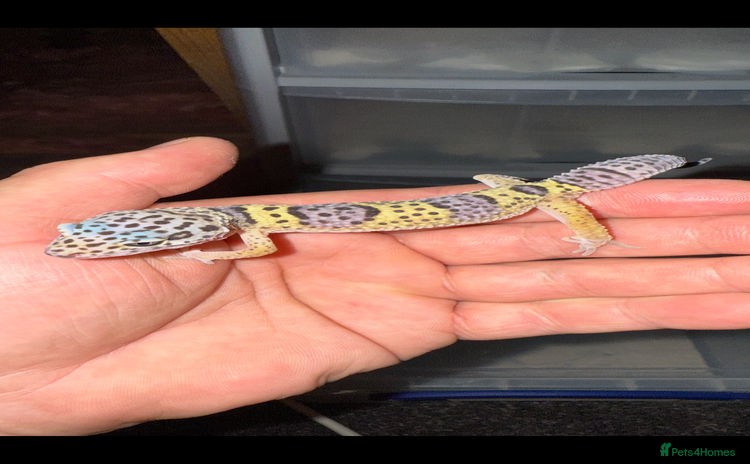Leopard Gecko reptiles - Advert 4