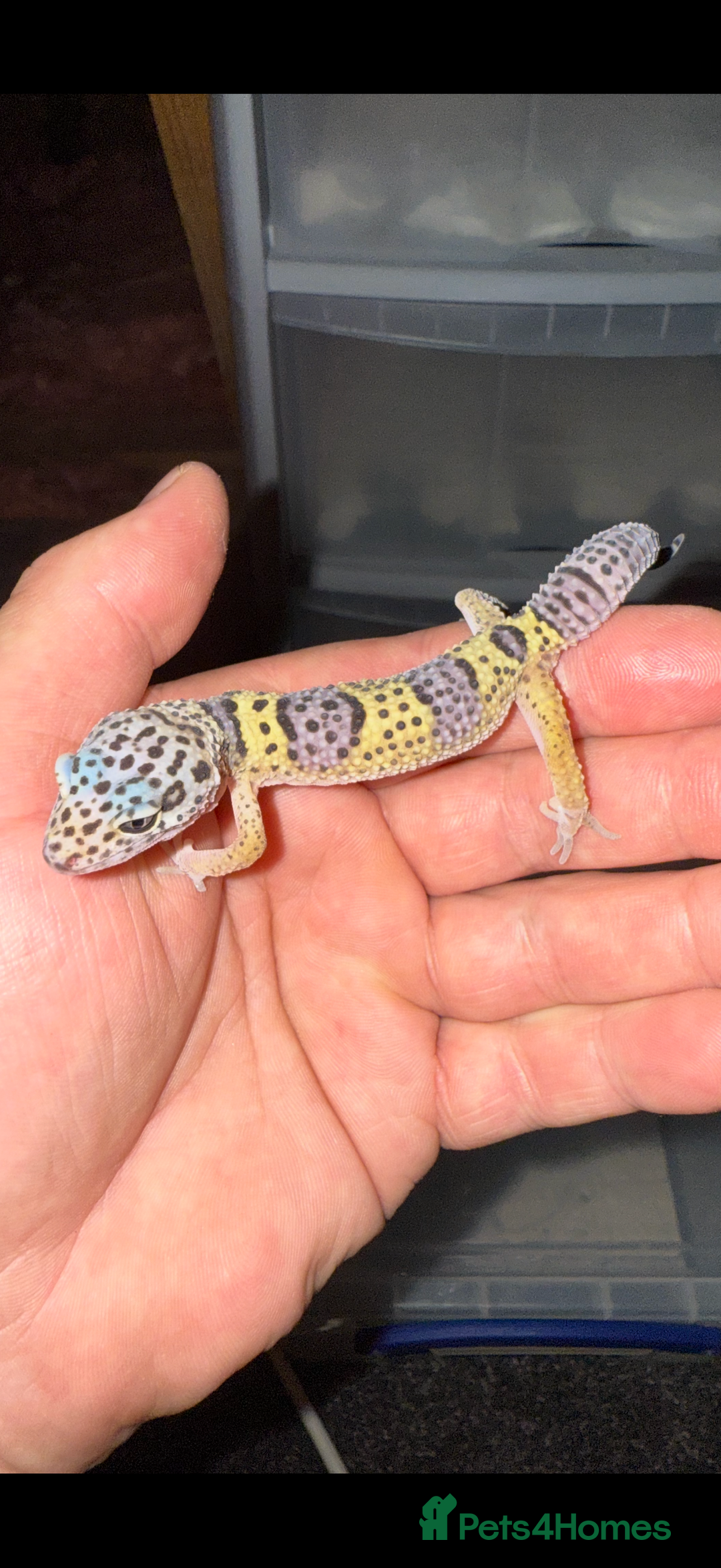 Leopard Gecko reptiles for sale: Baby Leopard geckos - Image 1