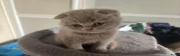 Scottish Fold cats for sale: Gorgeous & calm British Blue Scottish Fold kittens - Advert 8