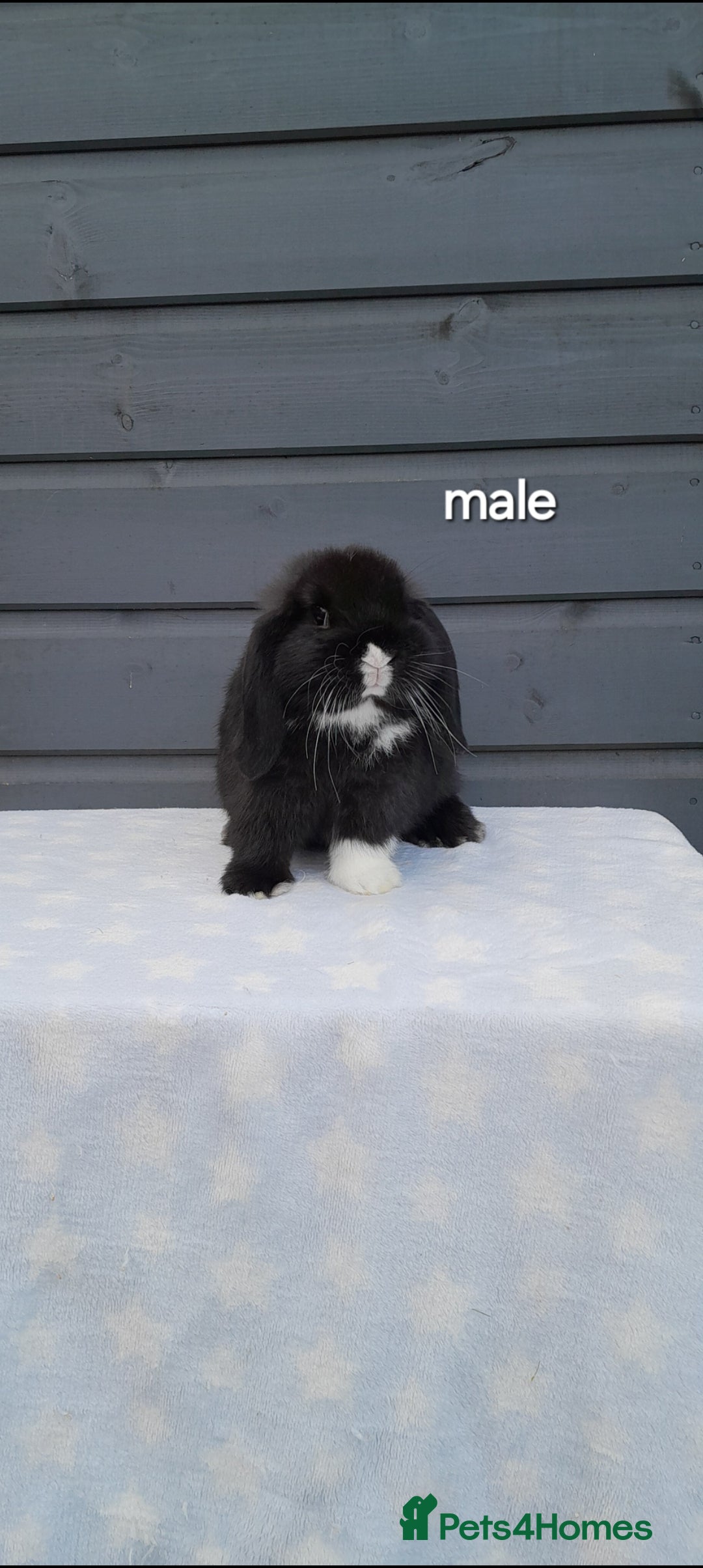 Mini Lop rabbits Purebred mini lops - Advert 3