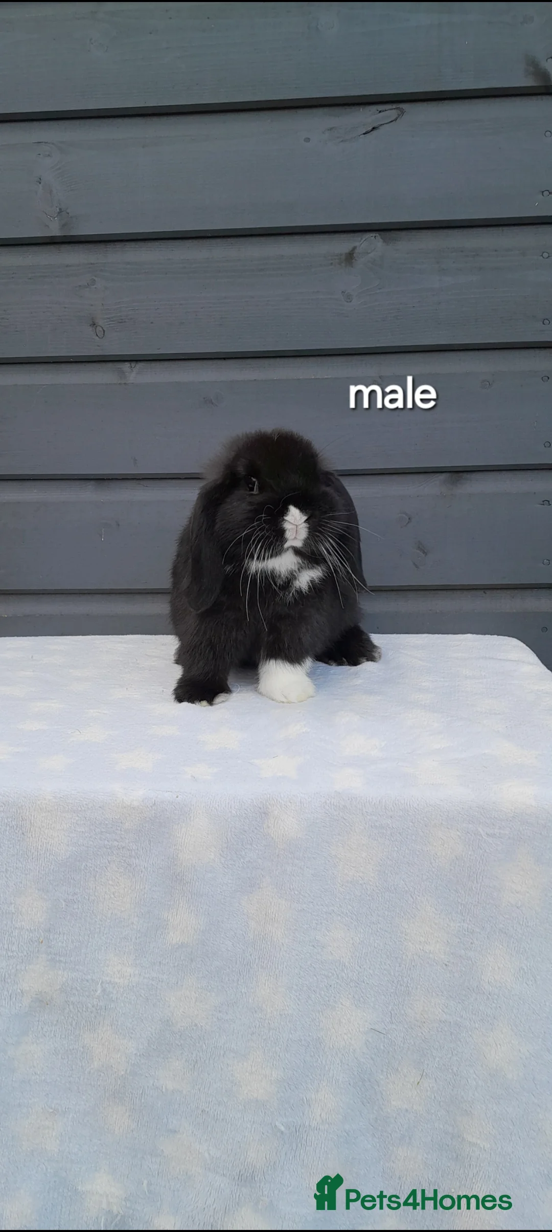 Mini Lop rabbits for sale: Purebred mini lops - Advert 1