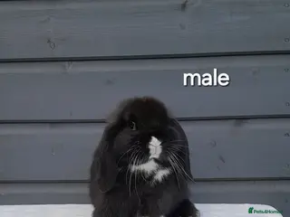 Mini Lop rabbits Purebred mini lops - Advert 3