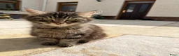 Mixed Breed cats for sale: Long haired kittens for sale  in Carmarthen - Advert 9