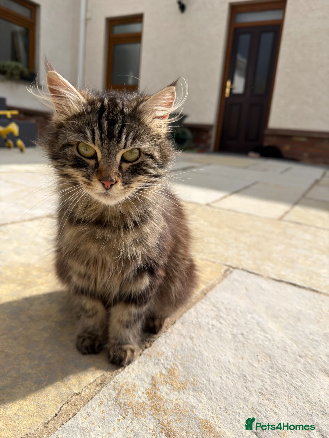 Mixed Breed cats for sale: Long haired kittens for sale  in Carmarthen - Advert 9