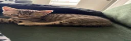 Scottish Fold cats for sale: Scottish longhair & Scottish Tabby kitten  - Advert 4