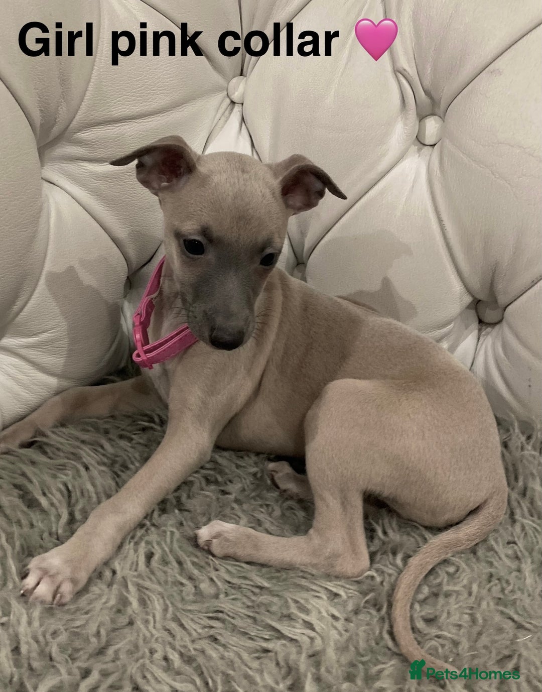 Mixed Breed dogs for sale: Italian greyhound  - Advert 5