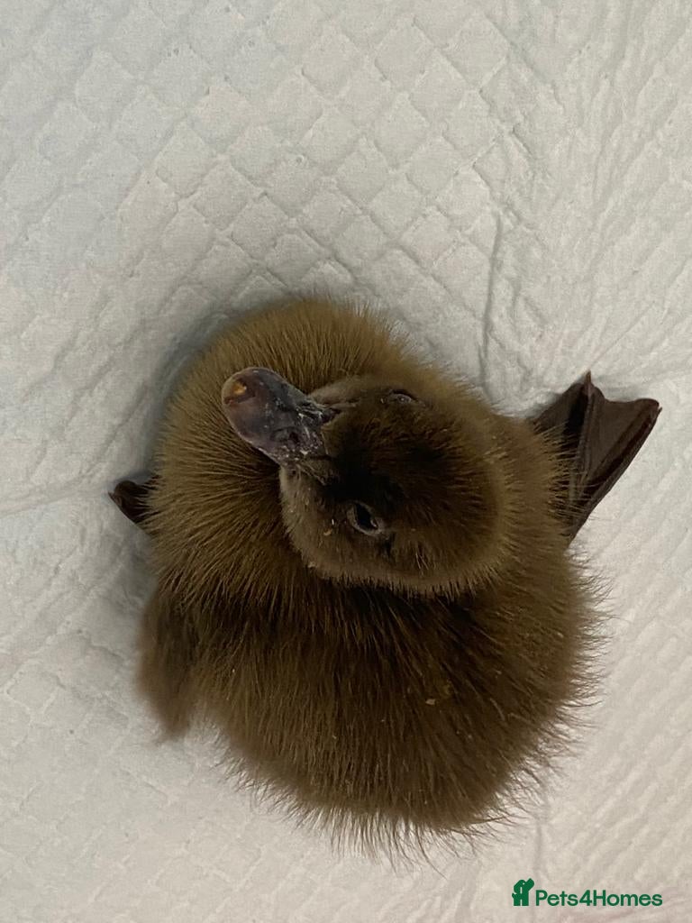 Ducks poultry Duck and chicken Fertile eggs  - Advert 1